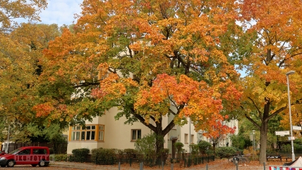 Berlin, Graudenzer/Lasdehner Straße Tolle, herbstliche Farben der Strassenbäume. Leider kein Foto ohne Autos machbar...