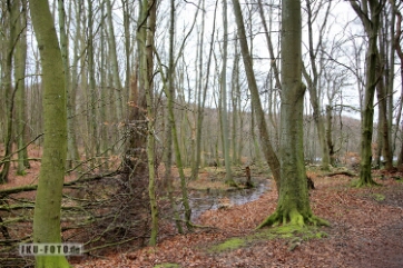 Buchenwald Rügen