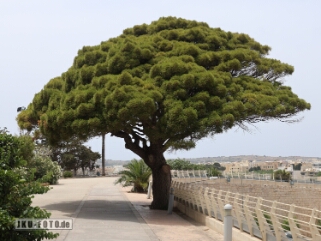 Pinius Pinea, Mittelmeer Kiefer Mdina, Malta 2024